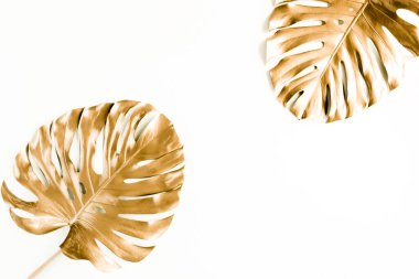 Altın tropikal palmiye beyaz arka planda Canavar bırakır. Düz konum, üst görünüm minimum konsept.