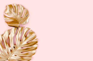 Altın tropikal palmiye pembe arka planda Canavar bırakır. Düz konum, üst görünüm minimum konsept.