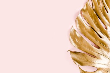 Altın tropikal palmiye pembe arka planda Canavar bırakır. Düz konum, üst görünüm minimum konsept.