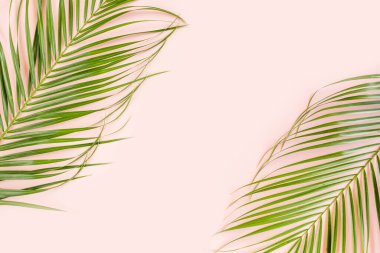 Pembe arka planda tropik palmiye yaprakları. Düz konum, üst görünüm minimum konsept.