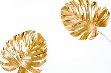 Altın tropikal palmiye beyaz arka planda Canavar bırakır. Düz konum, üst görünüm minimum konsept.