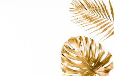 Altın tropikal palmiye beyaz arka planda Canavar bırakır. Düz konum, üst görünüm minimum konsept.