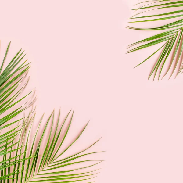 熱帯のヤシはピンクの背景に葉。フラットレイアウト、トップビュー最小限のコンセプト. — ストック写真