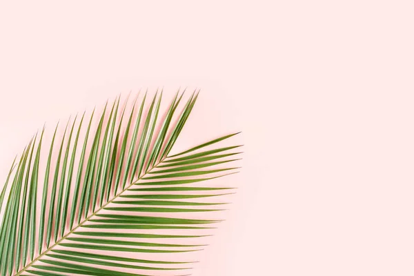 Tropical palm leaves on pink background. Flat lay, top view minimal concept. — Stock Photo, Image