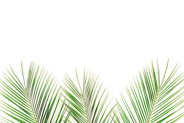 Тропический зеленый лист пальмы на белом фоне. плоский, вид сверху — стоковое фото
