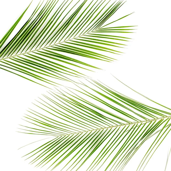 Tropikalny zielony liść palmowy na białym tle. układanie płaskie, widok z góry — Zdjęcie stockowe