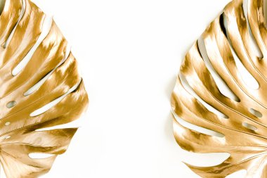 Altın tropikal palmiye beyaz arka planda Canavar bırakır. Düz konum, üst görünüm minimum konsept.