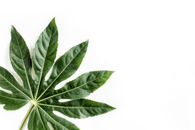 Tropik palmiye, Aralia 'yı beyaz arka planda yalnız bırakır. Tropikal doğa kavramı.