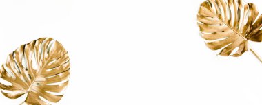 Altın tropikal palmiye beyaz arka planda Canavar bırakır. Düz konum, üst görünüm minimum konsept.