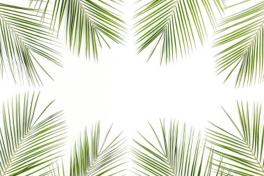 Beyaz arka planda tropik yeşil palmiye yaprağı. düz yatış, üst görünüm