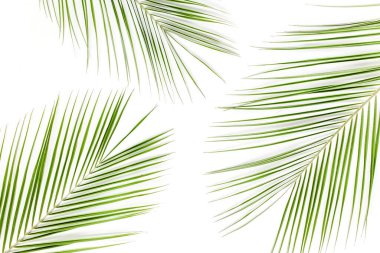 Beyaz arka planda tropik yeşil palmiye yaprağı. düz yatış, üst görünüm