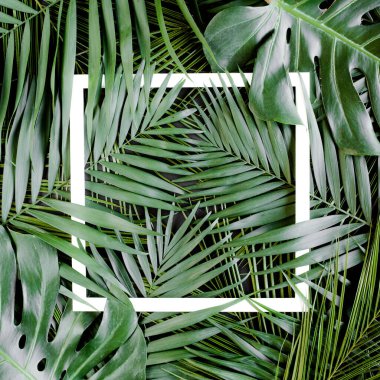 Düzen, tropikal palmiye yaprakları ve yazı için beyaz çerçeve oluşturdu. Düz yatış, üst görünüm
