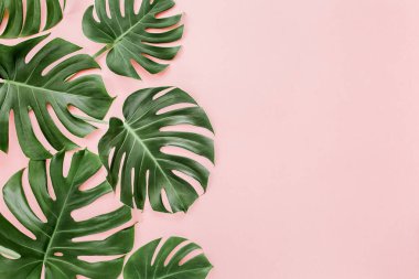 Tropik palmiye pembe arka planda Canavar bırakır. Düz konum, üst görünüm minimum konsept.