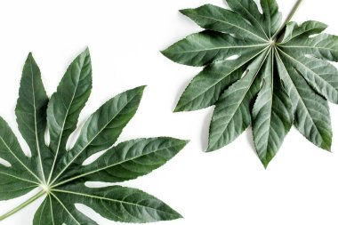 Tropik palmiye, Aralia 'yı beyaz arka planda yalnız bırakır. Tropikal doğa kavramı.