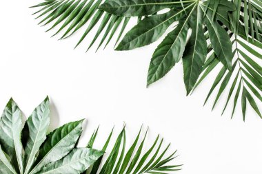 Tropik palmiye, Aralia 'yı beyaz arka planda yalnız bırakır. Tropikal doğa kavramı.