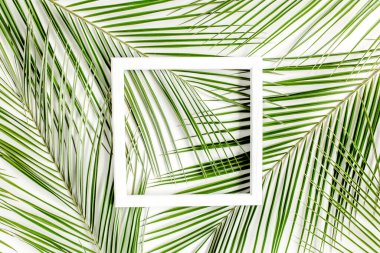 Beyaz çerçeve ve tropikal palmiye Phoenix 'i terk eder, beyaz arka planda yaprak. düz yatış, üst görünüm