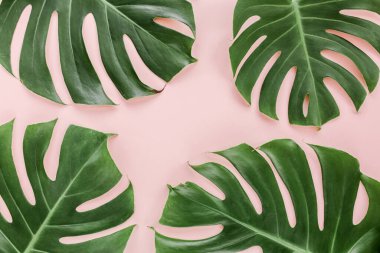 Tropik palmiye pembe arka planda Canavar bırakır. Düz konum, üst görünüm minimum konsept.