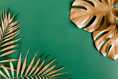 Altın tropikal palmiye yeşil arka planda Canavar bırakır. Düz konum, üst görünüm minimum konsept.