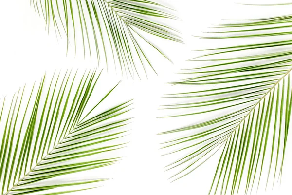 Beyaz arka planda tropik yeşil palmiye yaprağı. düz yatış, üst görünüm