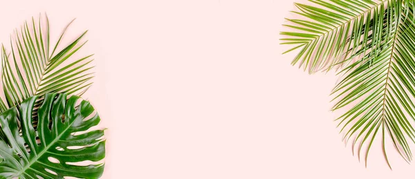 특이 한 배경, 열 대 야자나무가 있는 무늬가 몽스 테라 를 분홍색 배경으로 한다. 평평 한 평면도, 최소한의 원근법. — 스톡 사진