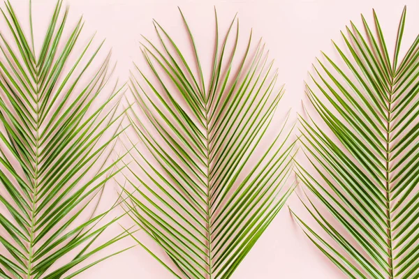 stock image Tropical palm leaves on pink background. Flat lay, top view minimal concept.