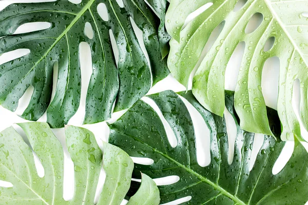 Текстура тропического пальмового листа Monstera с капли росы на белом фоне. Плоский, вид сверху — стоковое фото