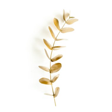 Beyaz arka planda altın yapraklı okaliptüs. Minimum konsept. düz yatış, üst görünüm