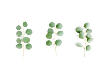 Yeşil dal, beyaz arka planda okaliptüs yaprakları. Düz konum, üst görünüm minimum konsept.