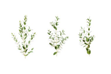 Yeşil dal, beyaz arka planda okaliptüs yaprakları. Düz konum, üst görünüm minimum konsept.