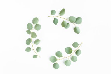 Beyaz arka planda izole edilmiş okaliptüs dallarından yapılmış yuvarlak çelenk çerçevesi. Düz uzan, üst görünüm