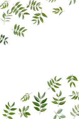 Beyaz arka planda yeşil yapraklı çerçeve çalışma alanı. Düz uzan, üst görünüm