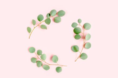 Dal dallarından yapılmış yuvarlak çelenk çerçevesi pembe arka planda izole edilmiş okaliptüs populus. Düz uzan, üst görünüm