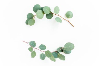 Okaliptüsten yapılmış çelenk çerçevesi ve beyaz arka planda izole edilmiş yapraklar. Düz uzan, üst görünüm