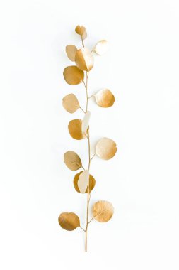 Beyaz arka planda altın yapraklı okaliptüs. Minimum konsept. düz yatış, üst görünüm