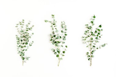 Beyaz arka planda yeşil okaliptüs yaprakları. düz yatış, üst görünüm