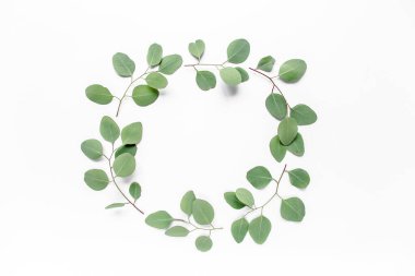 Beyaz arka planda izole edilmiş okaliptüs dallarından yapılmış çelenk çerçevesi. Düz uzan, üst görünüm
