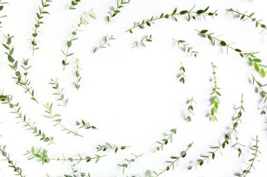 Yeşil dalları ve beyaz arka planda izole edilmiş okaliptüs popülasyonları olan yuvarlak çerçeve çalışma alanı. Düz uzan, üst görünüm