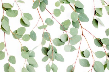 Beyaz arka planda yeşil yapraklı okaliptüs populus deseni var. Düz yatış, üst görünüm