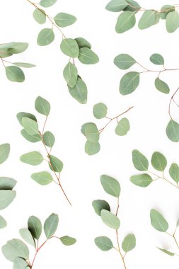 Beyaz arka planda yeşil yapraklı okaliptüs populus deseni var. Düz yatış, üst görünüm