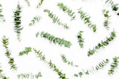 Beyaz arka planda yeşil yapraklı okaliptüs populus deseni var. Düz yatış, üst görünüm