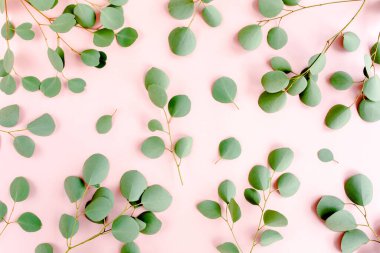 Okaliptüs dalları deseni. Doğal duvar kağıdı. Düz yatış, üst görünüm