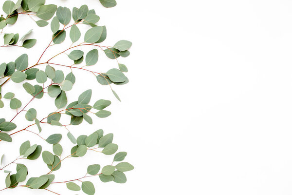 Pattern with green leaves eucalyptus populus isolated on white background. Flat lay, top view