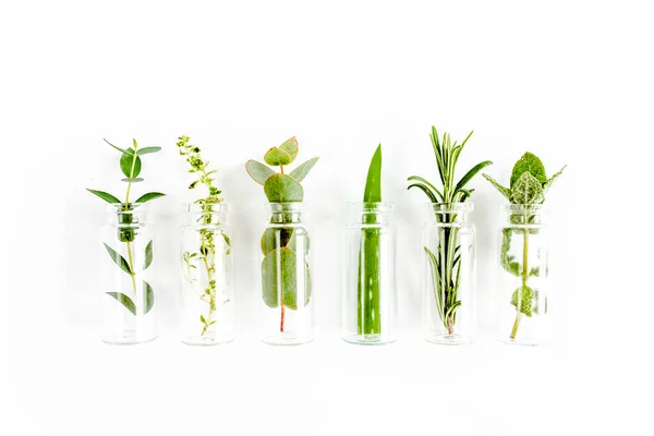 Mix of herbs, green branches, leaves mint, eucalyptus, rosemary, aloe Vera and plants collection on white background. Set of herbs. Flat lay. Top view