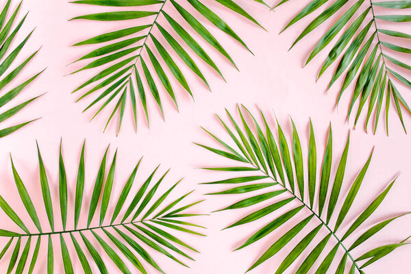 Текстура тропических зеленых пальмовых листьев на розовом фоне. Плоский, вид сверху