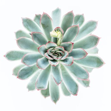 Beyaz arka planda izole edilmiş güzel yeşil sulu desen. Düz yatış, üst görünüm.