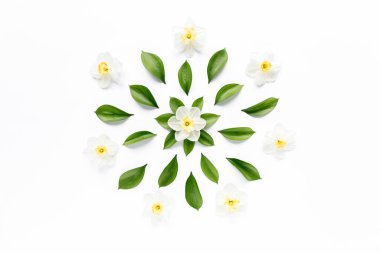 Beyaz çiçek narsisleri, papatya tomurcukları, dallar ve yapraklar beyaz arka planda izole edilmiş. Düz uzan, üst görünüm