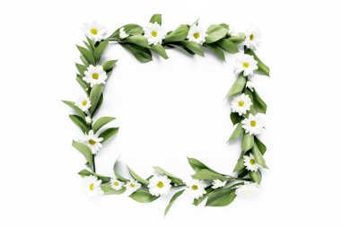 Üzerinde yeşil yapraklar ve papatya dalları olan çerçeve, beyaz arka planda izole edilmiş kasımpatı. Düz uzan, üst görünüm