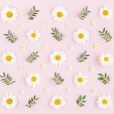 Papatya, taç yaprakları ve pembe arka planda yapraklardan oluşan desen. Düz yatış, üst görünüm