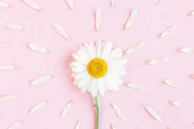 Papatya çiçeği pembe arka planda güzel ve narin