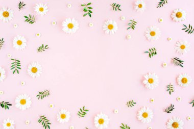 Çerçeve papatya, taç yaprakları, pembe arka planda yapraklar. Düz yatış, üst görünüm